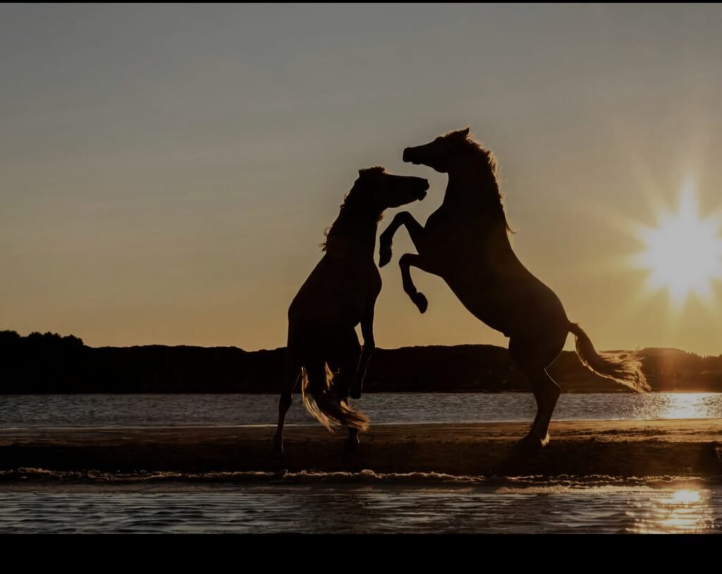 Chevaux camarguais coucher de soleil