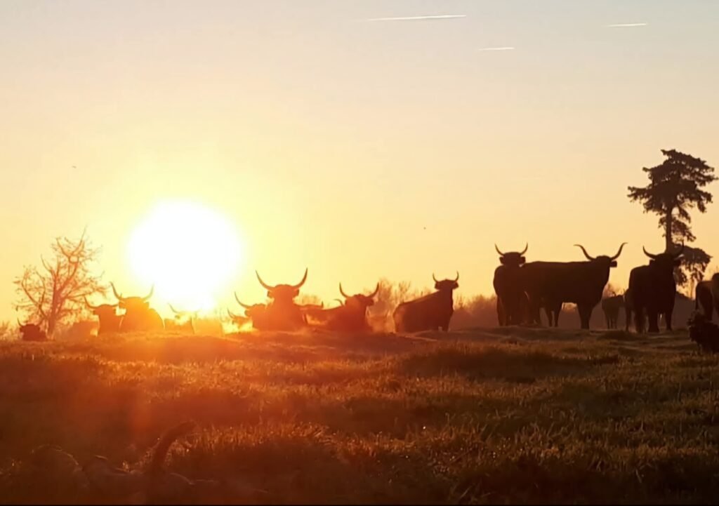 Troupeau de taureaux coucher de soleil