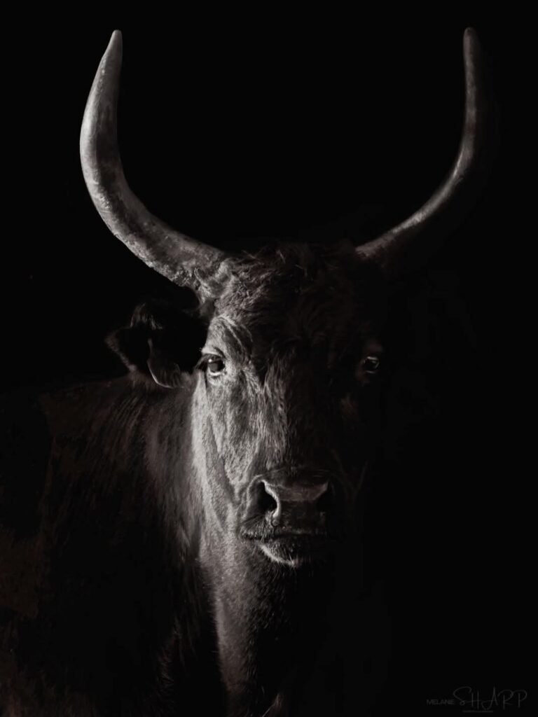 taureau de camargue